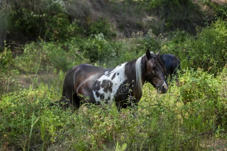 Freilaufende Pferde im Parc del Garraf