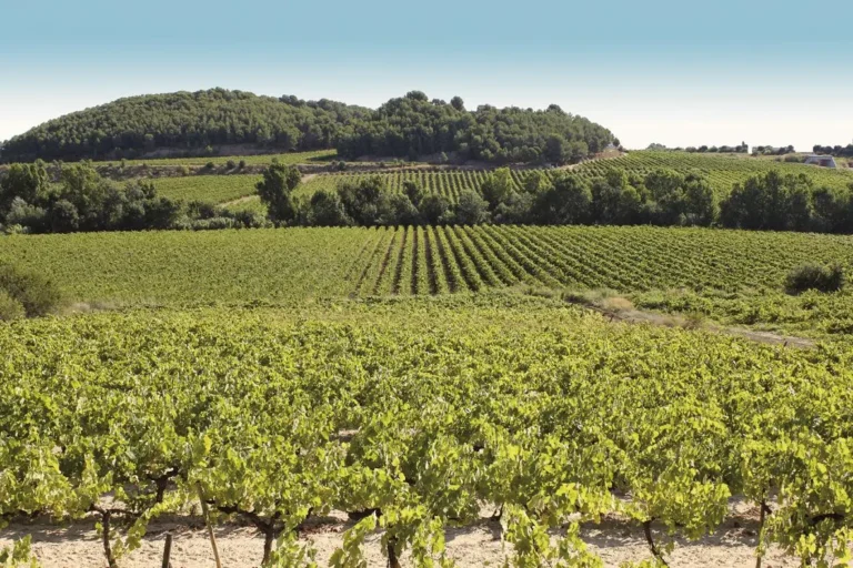 Weinberge des Penedès entlang der Route La carretera del vi, umgeben von Hügeln und klarem Himmel.
